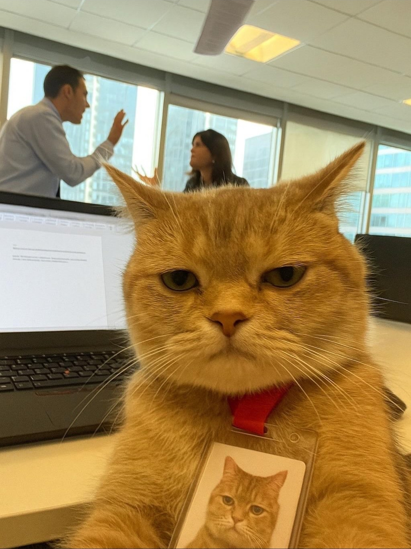 a cat!